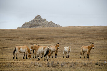 Mongolia horse