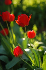 red tulips in the garden