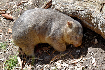 The Common Wombat has a large nose which is shiny black, much like that of a dog. The ears are...