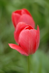 red tulip flower