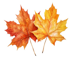 Obraz premium a vibrant red maple leaf isolated against a white background, showcasing the rich colors of autumn including yellow, orange, gold, and brown