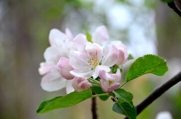 Obraz premium Flower blossom