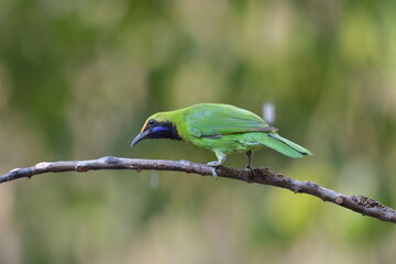 Golden-fronted Leafbird
