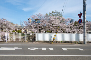 妙法寺川の桜並木