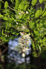 Black locust white flowers on branches on a sunny day. Robinia pseudoacacia tree in bloom on springtime 