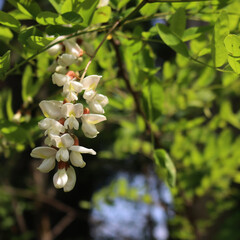 Black locust white flowers on branches on a sunny day. Robinia pseudoacacia tree in bloom on springtime 