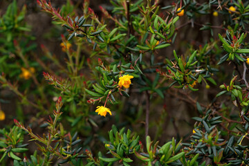 Golden barberry