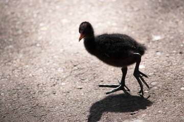the dusky moorhen chick is looking for its mother