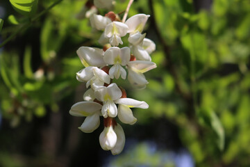 Black locust white flowers on branches on a sunny day. Robinia pseudoacacia tree in bloom on springtime 