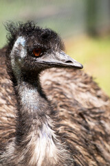 Emus are covered in primitive feathers that are dusky brown to grey-brown with black tips.