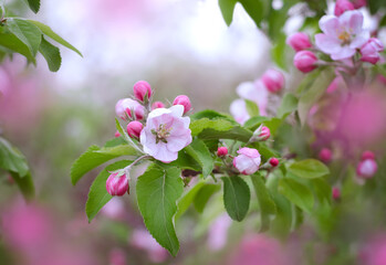 A blooming branch of an apple tree with pink flowers and buds in a spring garden. Apple tree champion