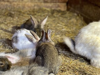 Rabbit, bunny, farm animal. Easter animal.