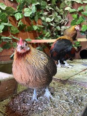 Rooster, chicken, animal, farm. Nature