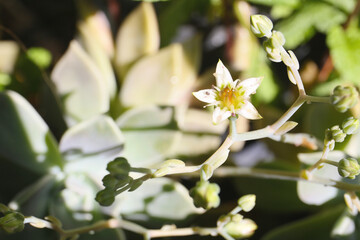 blooming echeveria plant in a garden, close up