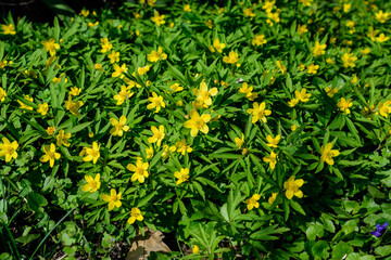 Close up of delicate yellow flowers of Ranunculus repens plant commonly known as the creeping...
