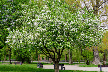 One large apple tree with white flowers in full bloom with blurred background in a garden in a sunny spring day, beautiful Japanese cherry blossoms floral background, sakura.