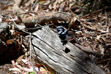Male fairy wrens have rich blue and black plumage above and on the throat. The belly is grey-white and the bill is black.