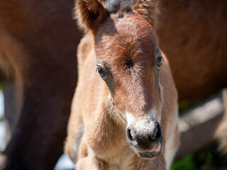 宮崎県串間市・都井岬の国の天然記念物の岬馬に、かわいい春駒（子馬）が誕生した。岬馬は日本在来馬であり、草原や海原に棲息。自然と共生する世界を見ることができる。