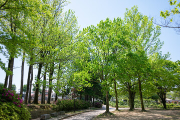 公園の樹木の若葉