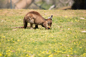 Naklejka premium the young kangaroo is eating a carrot