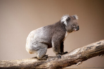 the Koala has a large round head, big furry ears and big black nose. Their fur is usually...