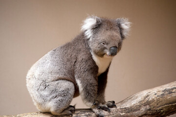 the Koala has a large round head, big furry ears and big black nose. Their fur is usually grey-brown in color with white fur on the chest, inner arms, ears and bottom.