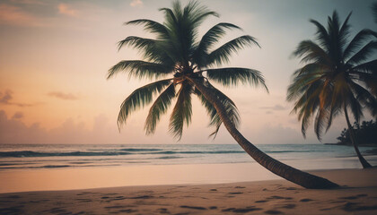 tall coconut tree with a single branch reaching to the sea on the beach in a tropical location, side view
