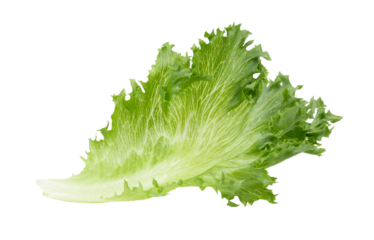 fresh Frillice Iceberg Lettuce on transparent png