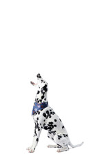 dalmatian dog running