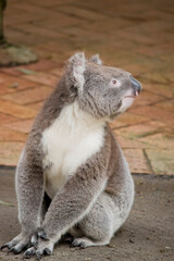 the koala is sitting on the ground