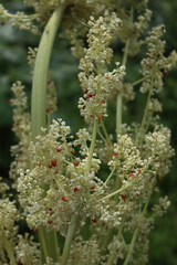 Close-up of red Rhubarb plant with white flowers on branches in the vegetable garden. Rheum rhabarbarum