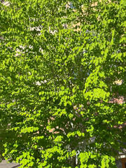 green leaves background