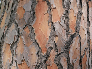 Pine bark detail background rich in color and texture