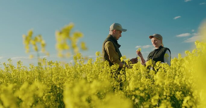 Two farmers work in a picturesque field of blooming rapeseed