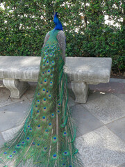 Madrid, Spain; July 1 2022: Peacock in the city gardens