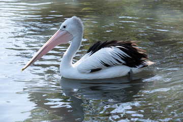 Australian pelicans are one of the largest flying birds. They have a white body and head and black wings. They have a large pink bill.