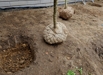 gardeners dug holes for trees or bushes. deep wells are regularly spaced in the bed to replace...