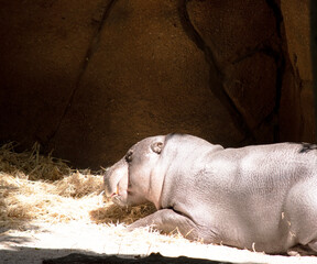 Pygmy Hippos are large semi-aquatic mammals, with a large barrel-shaped body, short legs, a short...