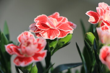 Naklejka premium 카네이션