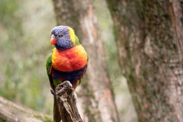 The rainbow lorikeet has a bright yellow-orange/red breast, a mostly violet-blue throat and a yellow-green collar.