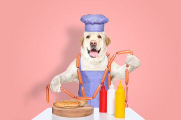 Cute Labrador in a chef's costume is about to cook hot dogs on a pink background