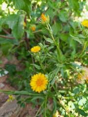 Beautiful small yellow flowers 