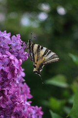 Scarce swallowtail butterfly on purple Lilac flowers on branches on springtime. Iphiclides podalirius butterfly on Syringa vulgaris in the garden 