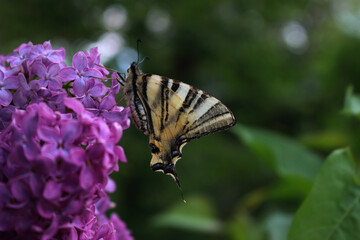 Scarce swallowtail butterfly on purple Lilac flowers on branches on springtime. Iphiclides podalirius butterfly on Syringa vulgaris in the garden 