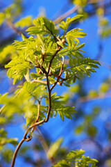 leaves on blue sky background