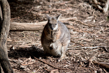 the tammar wallaby is a marsupial that lives in Australia