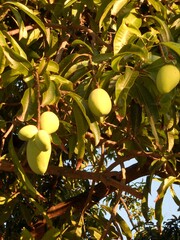 Mango tree branches with hanging green fruits, golden hour