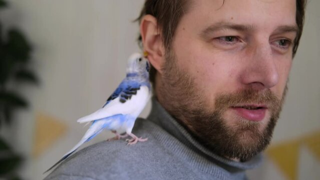 Budgerigar playing with handsome man. Budgie. Funny blue purple parakeet sitting on owner head. Cute violet tamed bird having fun with people. Friendship, relationship with Pets. Cute domestic animals