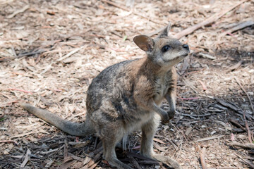 the tammar wallaby is standing on its hind legs looking up
