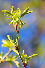 leaves on a branch